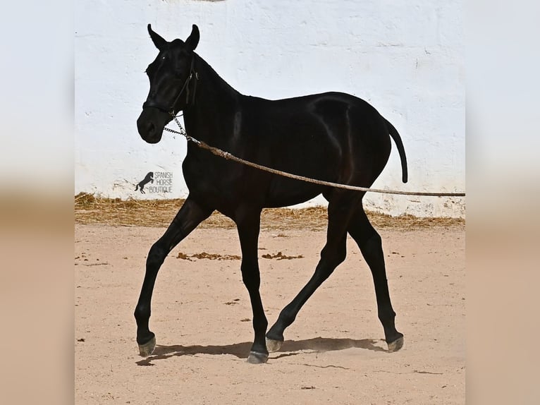 Menorquiner Stute Fohlen (02/2025) 162 cm Rappe in Menorca