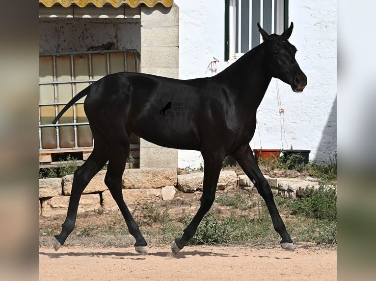 Menorquiner Stute Fohlen (02/2025) 162 cm Rappe in Menorca