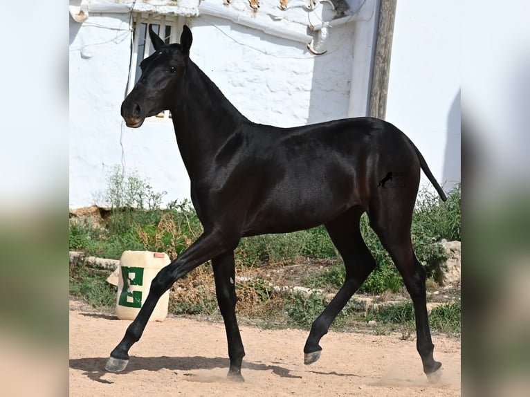 Menorquiner Stute Fohlen (02/2025) 162 cm Rappe in Menorca