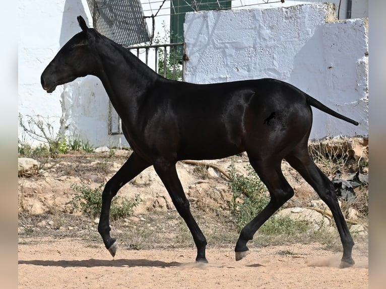 Menorquiner Stute Fohlen (02/2025) 162 cm Rappe in Menorca