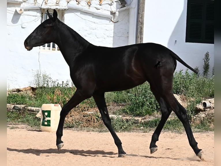 Menorquiner Stute Fohlen (02/2025) 162 cm Rappe in Menorca