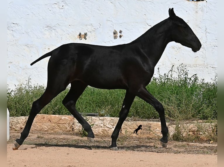 Menorquiner Stute Fohlen (02/2025) 162 cm Rappe in Menorca
