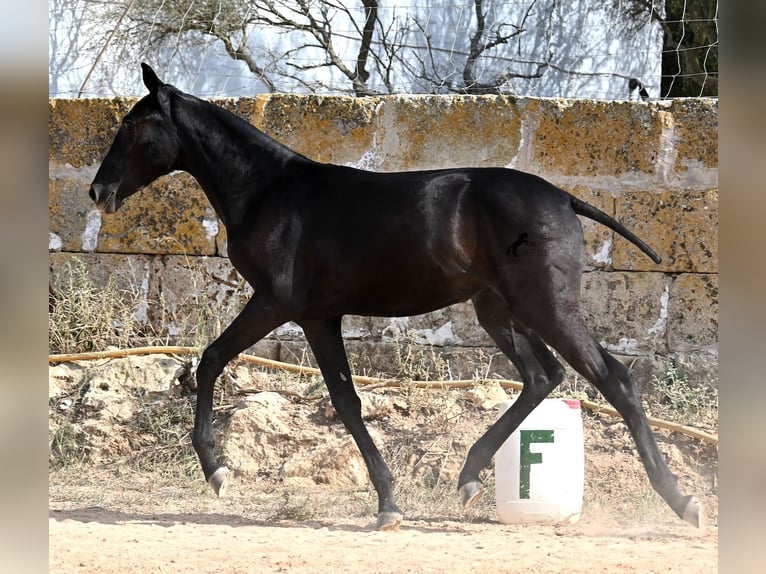 Menorquiner Stute Fohlen (02/2025) 162 cm Rappe in Menorca