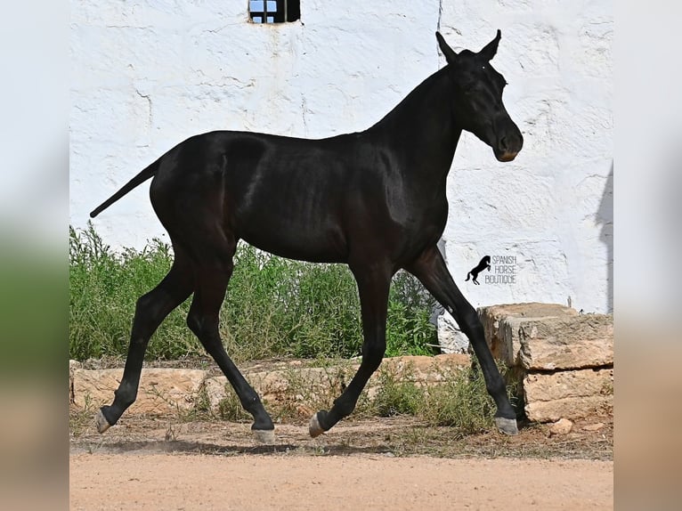 Menorquiner Stute Fohlen (02/2025) 162 cm Rappe in Menorca