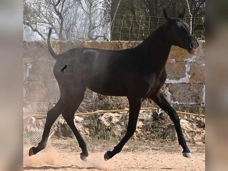 Menorquiner Stute Fohlen (02/2025) 162 cm Rappe in Menorca