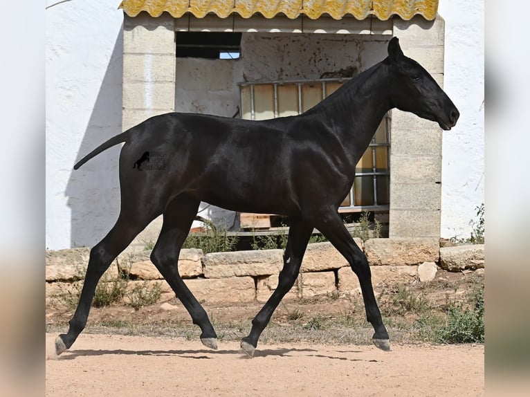 Menorquiner Stute Fohlen (02/2025) 162 cm Rappe in Menorca