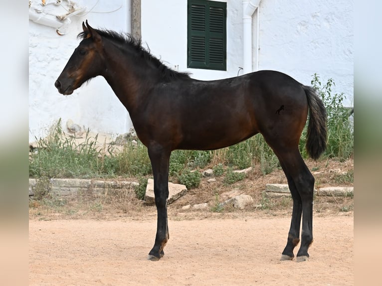 Menorquiner Stute  162 cm Rappe in Menorca