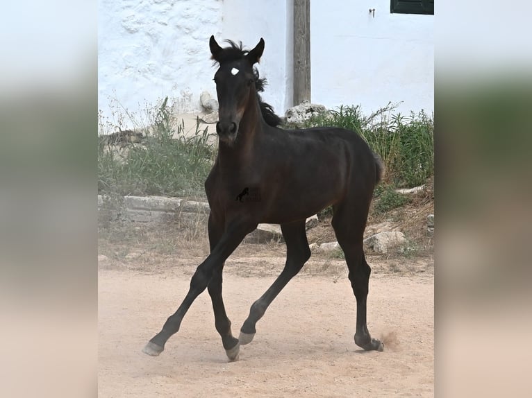 Menorquiner Stute  162 cm Rappe in Menorca