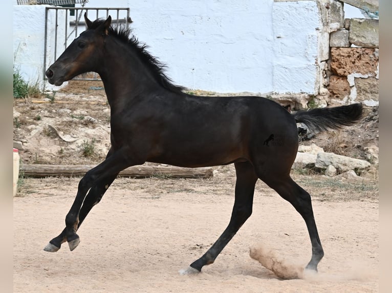 Menorquiner Stute  162 cm Rappe in Menorca