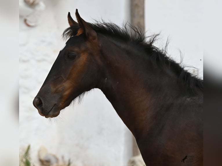 Menorquiner Stute  162 cm Rappe in Menorca