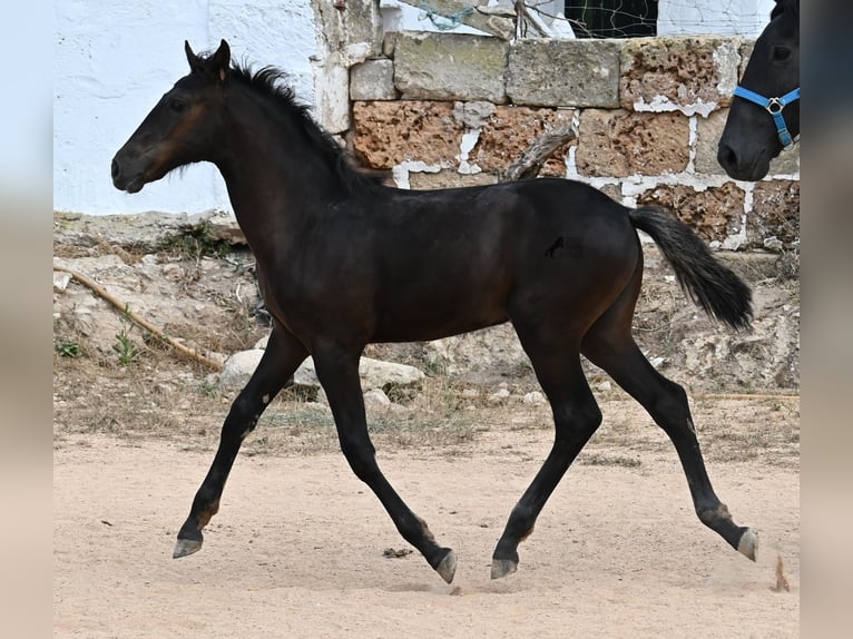 Menorquiner Stute  162 cm Rappe in Menorca