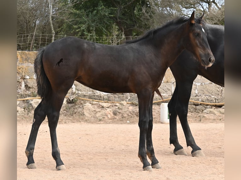 Menorquiner Stute  162 cm Rappe in Menorca