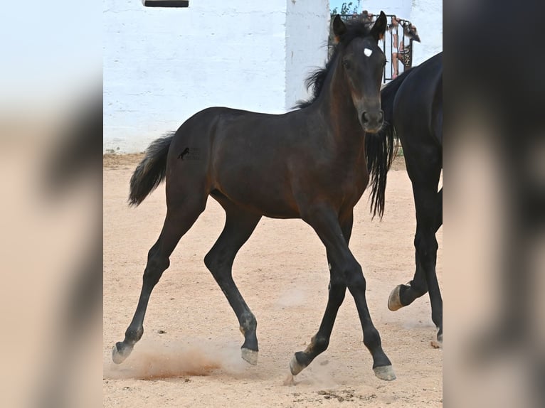 Menorquiner Stute  162 cm Rappe in Menorca