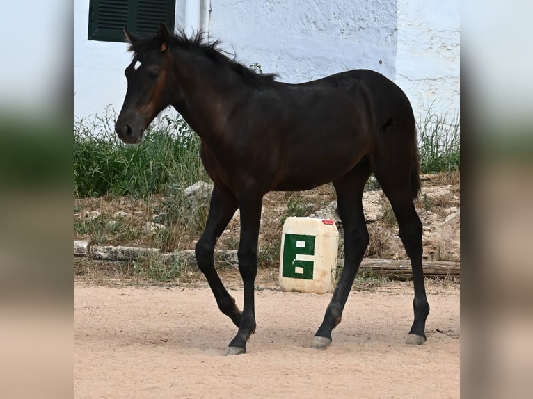 Menorquiner Stute  162 cm Rappe in Menorca