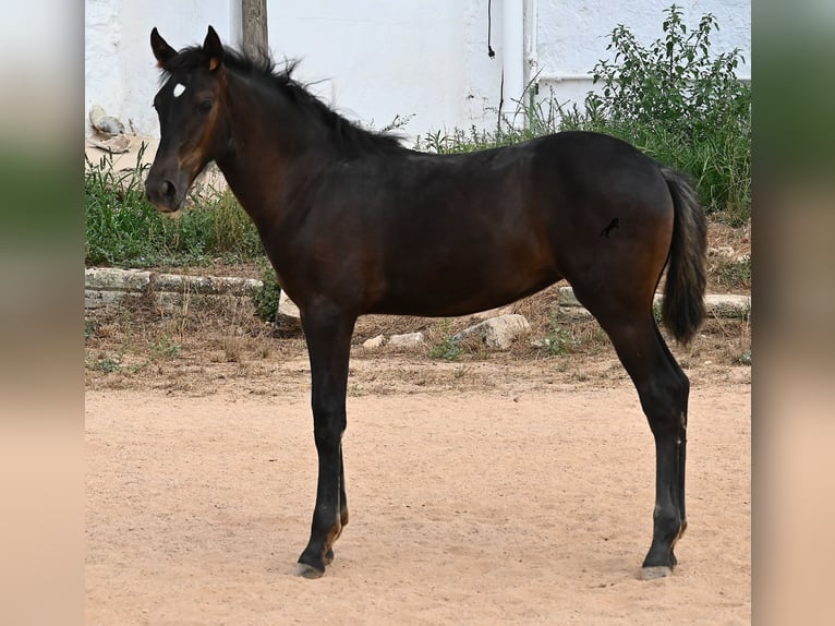 Menorquiner Stute  162 cm Rappe in Menorca