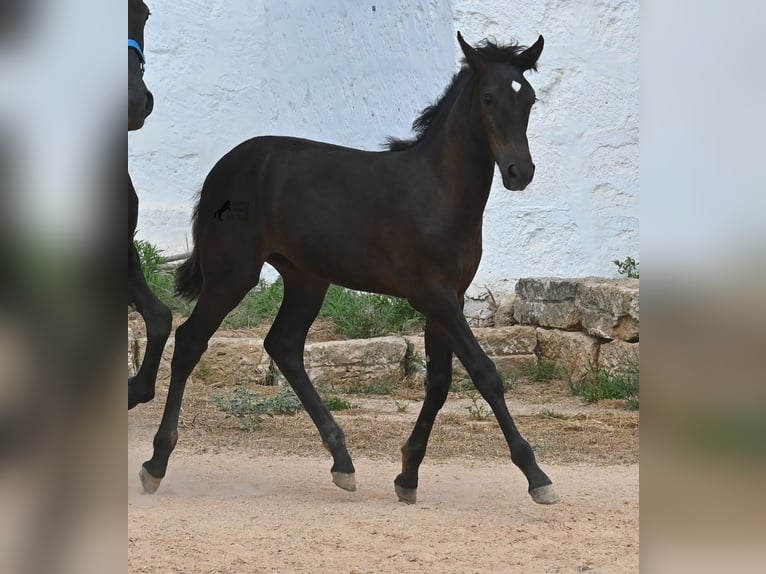 Menorquiner Stute  162 cm Rappe in Menorca