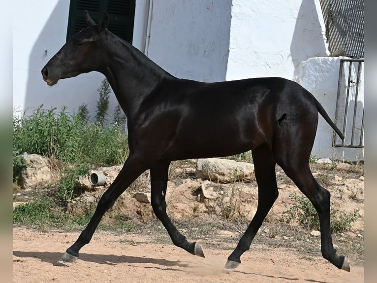 Menorquiner Stute Fohlen (02/2025) 162 cm Rappe in Menorca