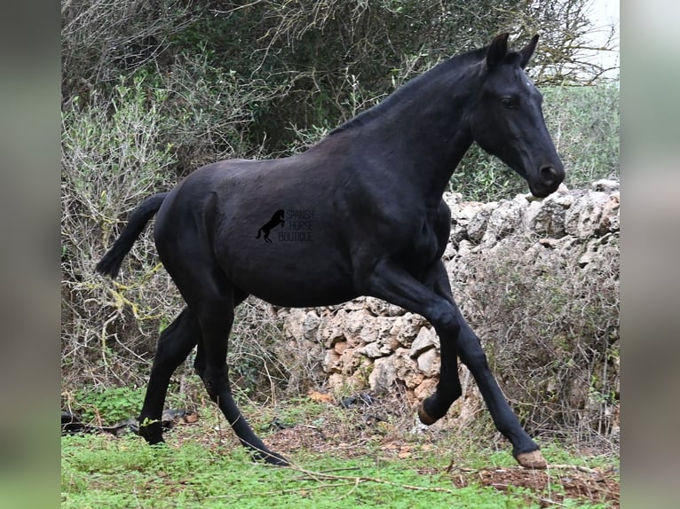 Menorquiner Stute Fohlen (02/2025) 163 cm Rappe in Menorca