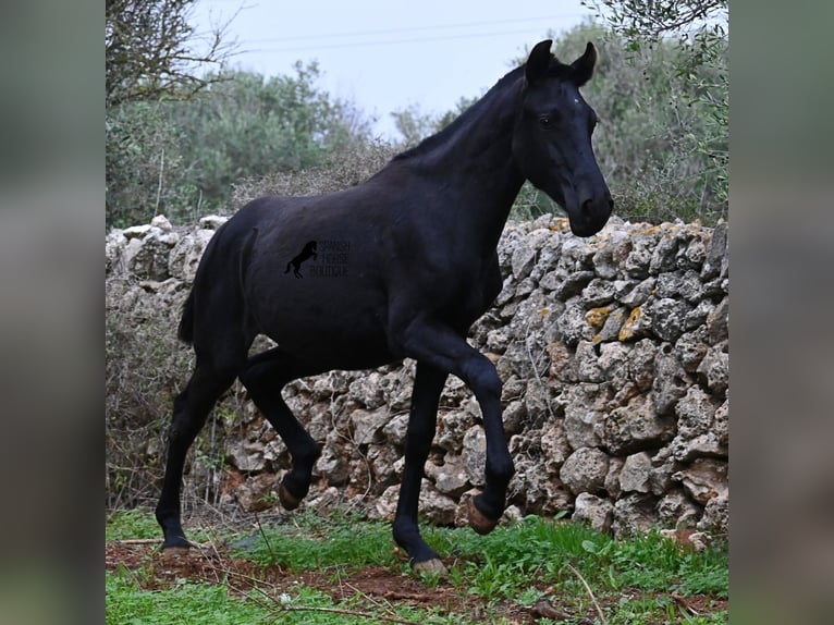 Menorquiner Stute Fohlen (02/2025) 163 cm Rappe in Menorca