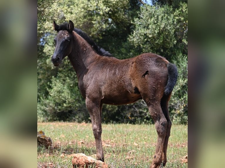 Menorquiner Stute Fohlen (02/2025) 163 cm Rappe in Menorca