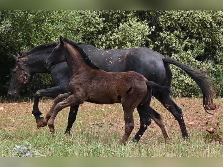 Menorquiner Stute Fohlen (02/2025) 163 cm Rappe in Menorca