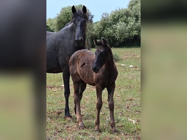 Menorquiner Stute Fohlen (02/2025) 163 cm Rappe in Menorca
