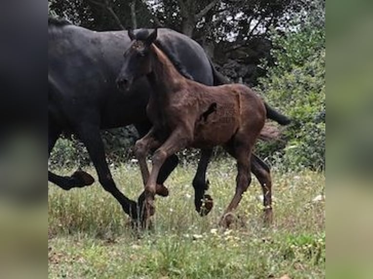 Menorquiner Stute Fohlen (02/2025) 163 cm Rappe in Menorca