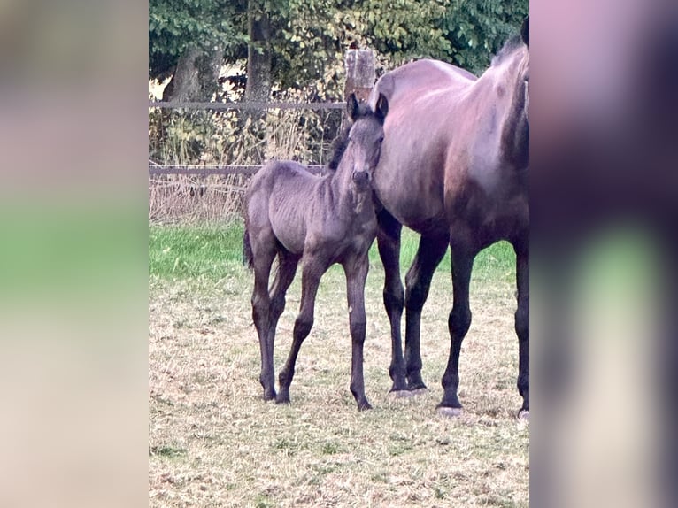 Menorquiner Stute Fohlen (07/2025) 165 cm Rappe in Ninove