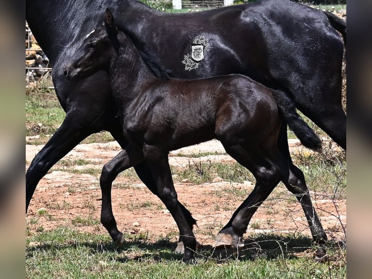 Menorquiner Stute  165 cm Rappe in Menorca