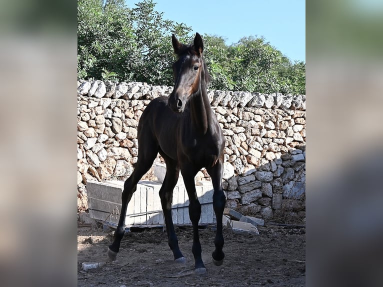 Menorquiner Stute Fohlen (04/2026) 165 cm Rappe in Menorca