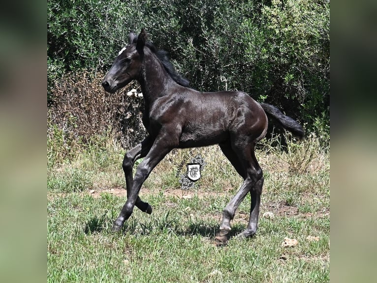 Menorquiner Stute  165 cm Rappe in Menorca