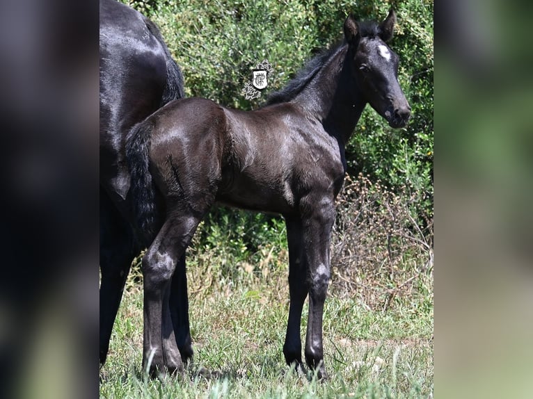 Menorquiner Stute  165 cm Rappe in Menorca