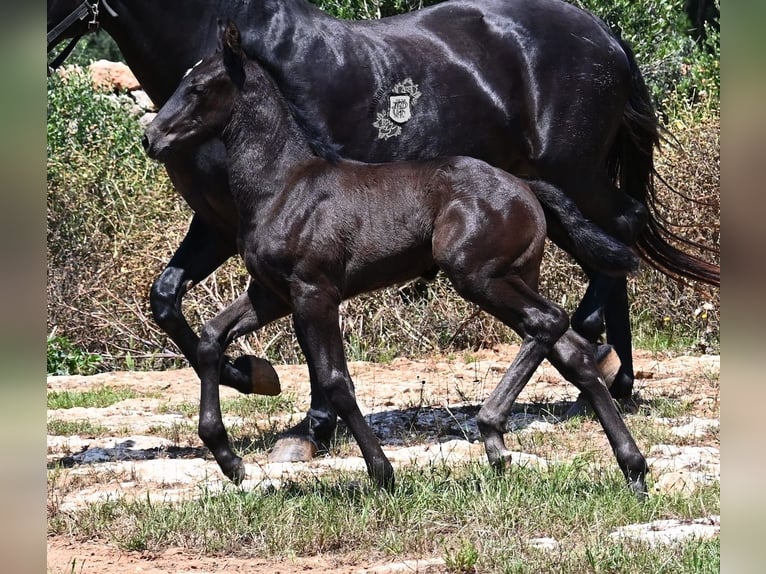 Menorquiner Stute  165 cm Rappe in Menorca