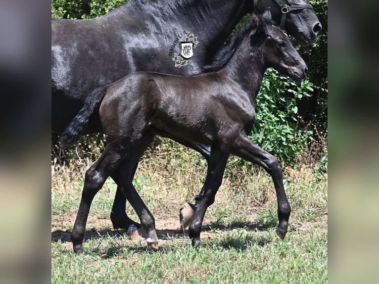 Menorquiner Stute  165 cm Rappe in Menorca