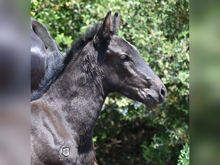 Menorquiner Stute  165 cm Rappe in Menorca