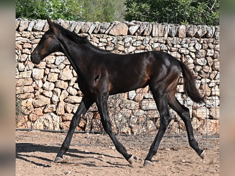 Menorquiner Stute Fohlen (04/2026) 165 cm Rappe in Menorca