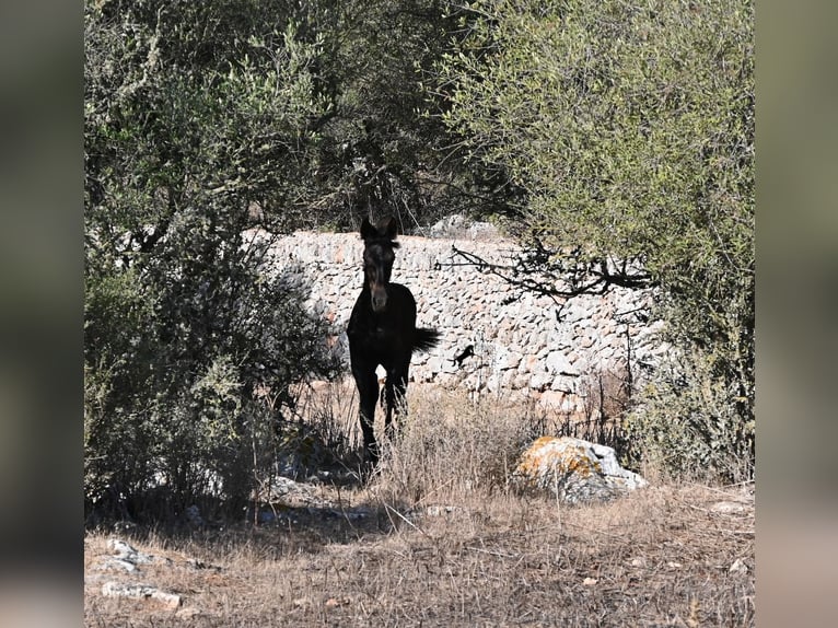 Menorquiner Stute Fohlen (04/2026) 165 cm Rappe in Menorca