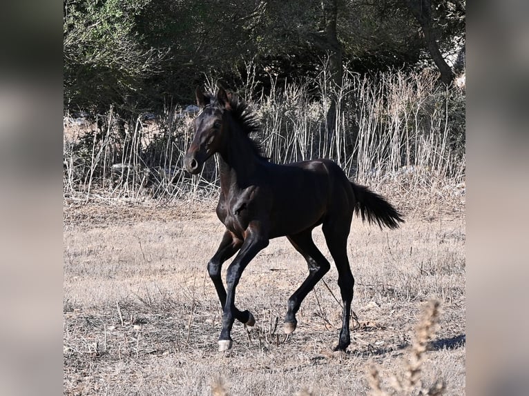 Menorquiner Stute Fohlen (04/2026) 165 cm Rappe in Menorca