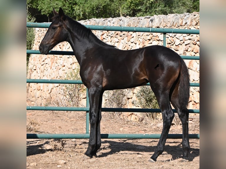 Menorquiner Stute Fohlen (04/2026) 165 cm Rappe in Menorca