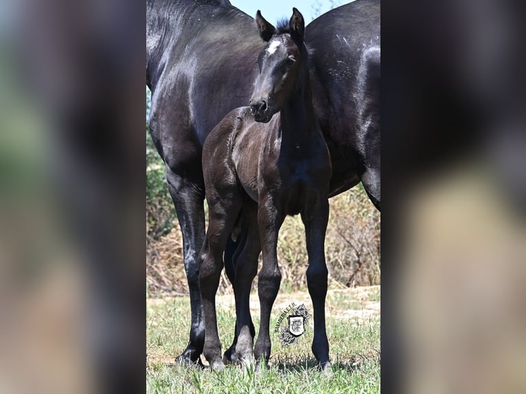 Menorquiner Stute  165 cm Rappe in Menorca