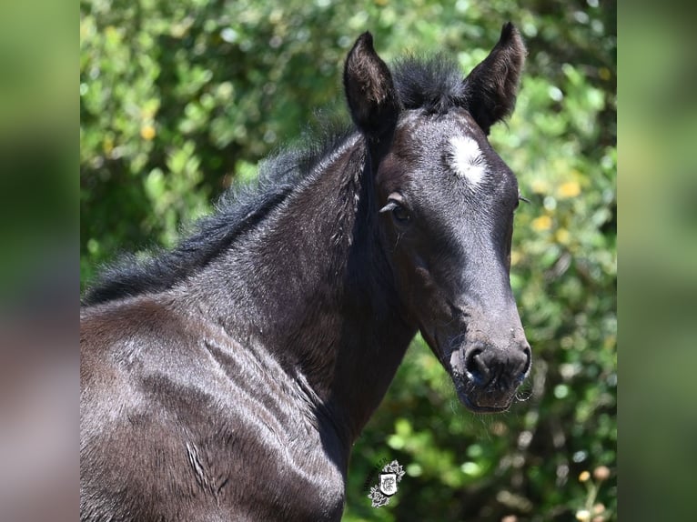 Menorquiner Stute  165 cm Rappe in Menorca