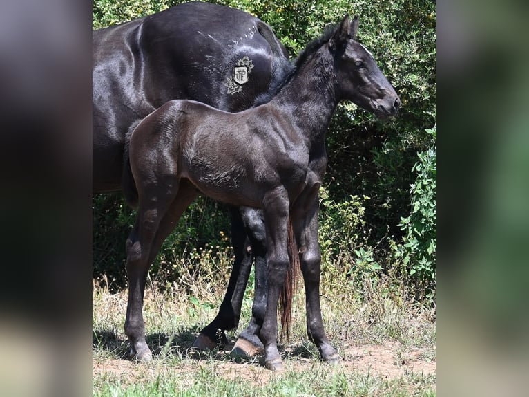 Menorquiner Stute  165 cm Rappe in Menorca