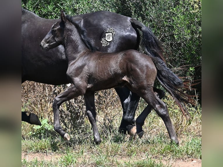 Menorquiner Stute  165 cm Rappe in Menorca