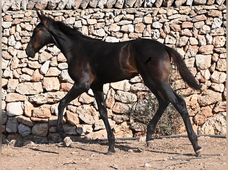 Menorquiner Stute Fohlen (04/2026) 165 cm Rappe in Menorca