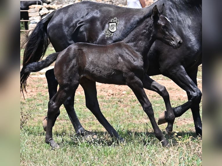 Menorquiner Stute  165 cm Rappe in Menorca