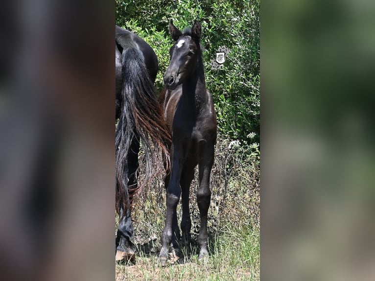 Menorquiner Stute  165 cm Rappe in Menorca