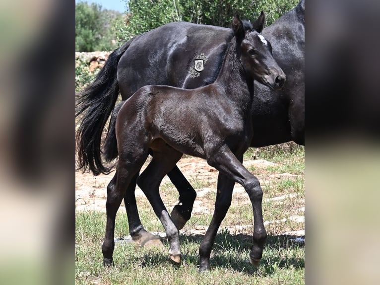 Menorquiner Stute  165 cm Rappe in Menorca