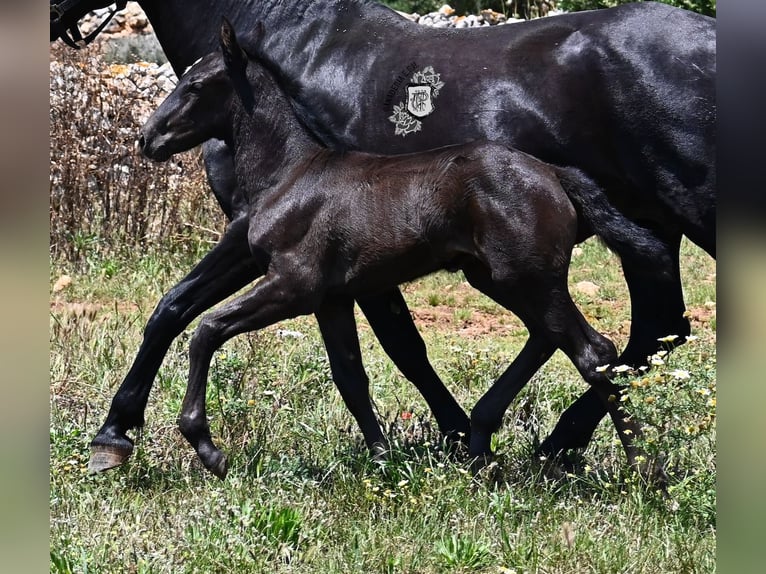 Menorquiner Stute  165 cm Rappe in Menorca