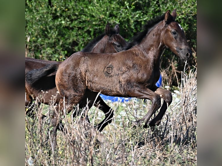 Menorquiner Stute  165 cm Rappe in Menorca