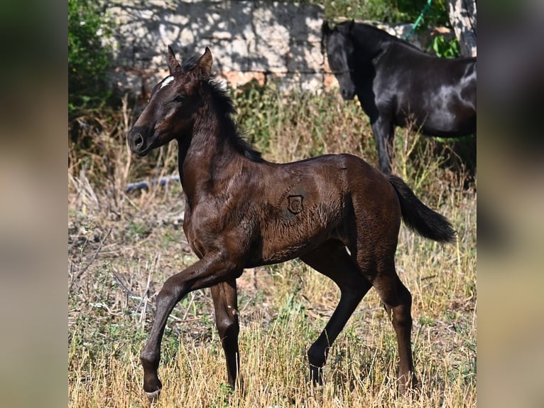 Menorquiner Stute  165 cm Rappe in Menorca